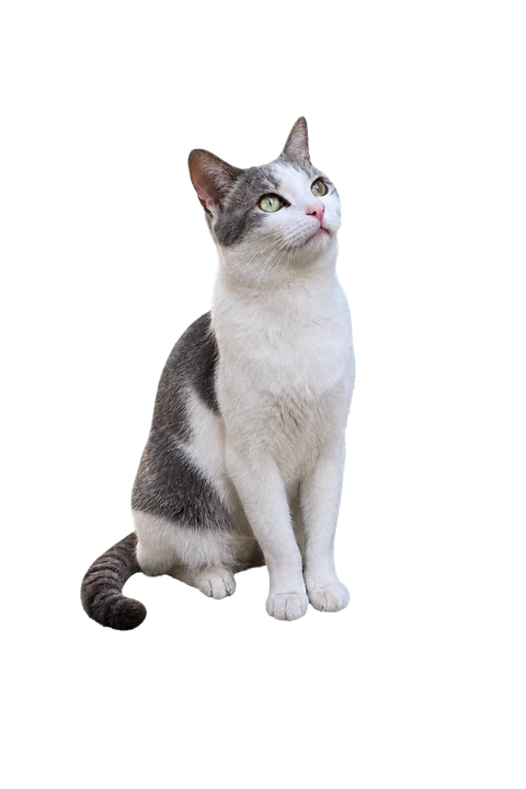 Black-and-white street cat stamp